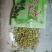 北花系列，四季系列，金银花苗，半月不开放系列，包回收
