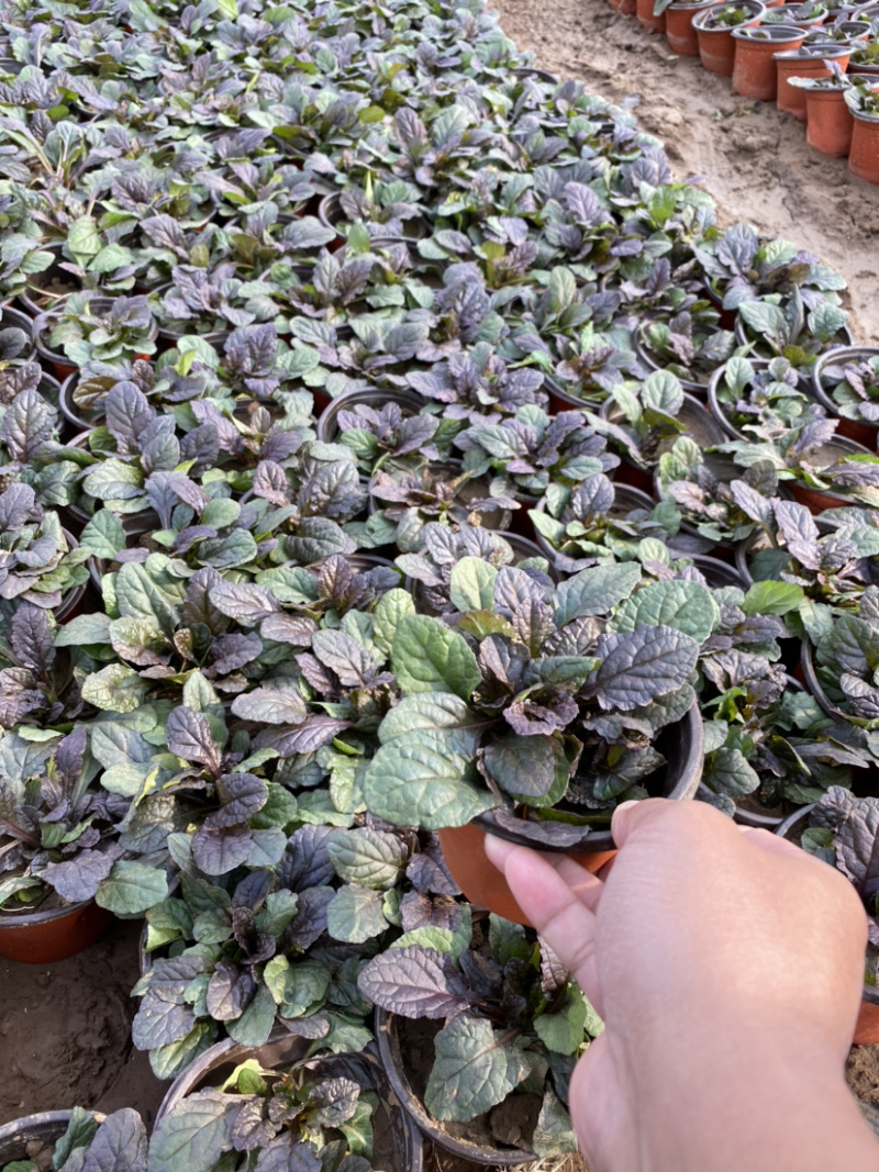 大叶筋骨草自产自销大叶筋骨草种植基地大叶筋骨草批
