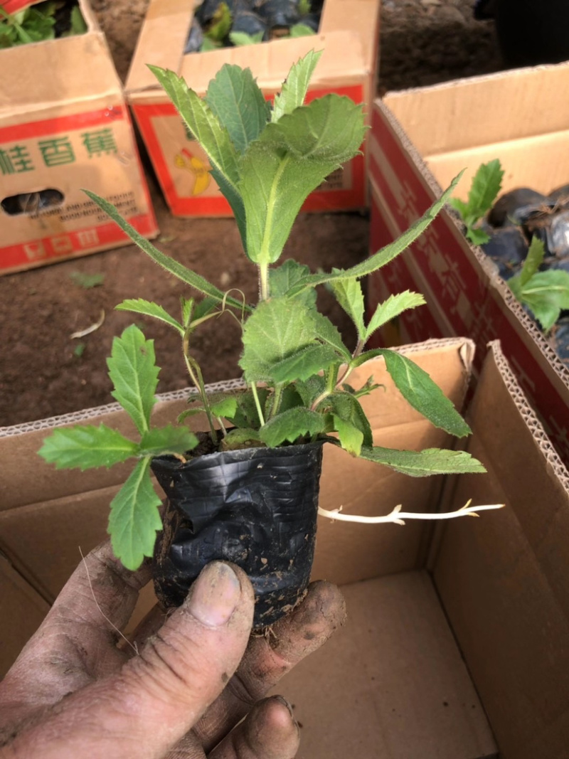 连钱草自产自销连钱草种植基地连钱草批发价格