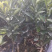 【精品】正宗广东新会柑苗，茶枝柑苗，也称陈皮柑，产地直发！