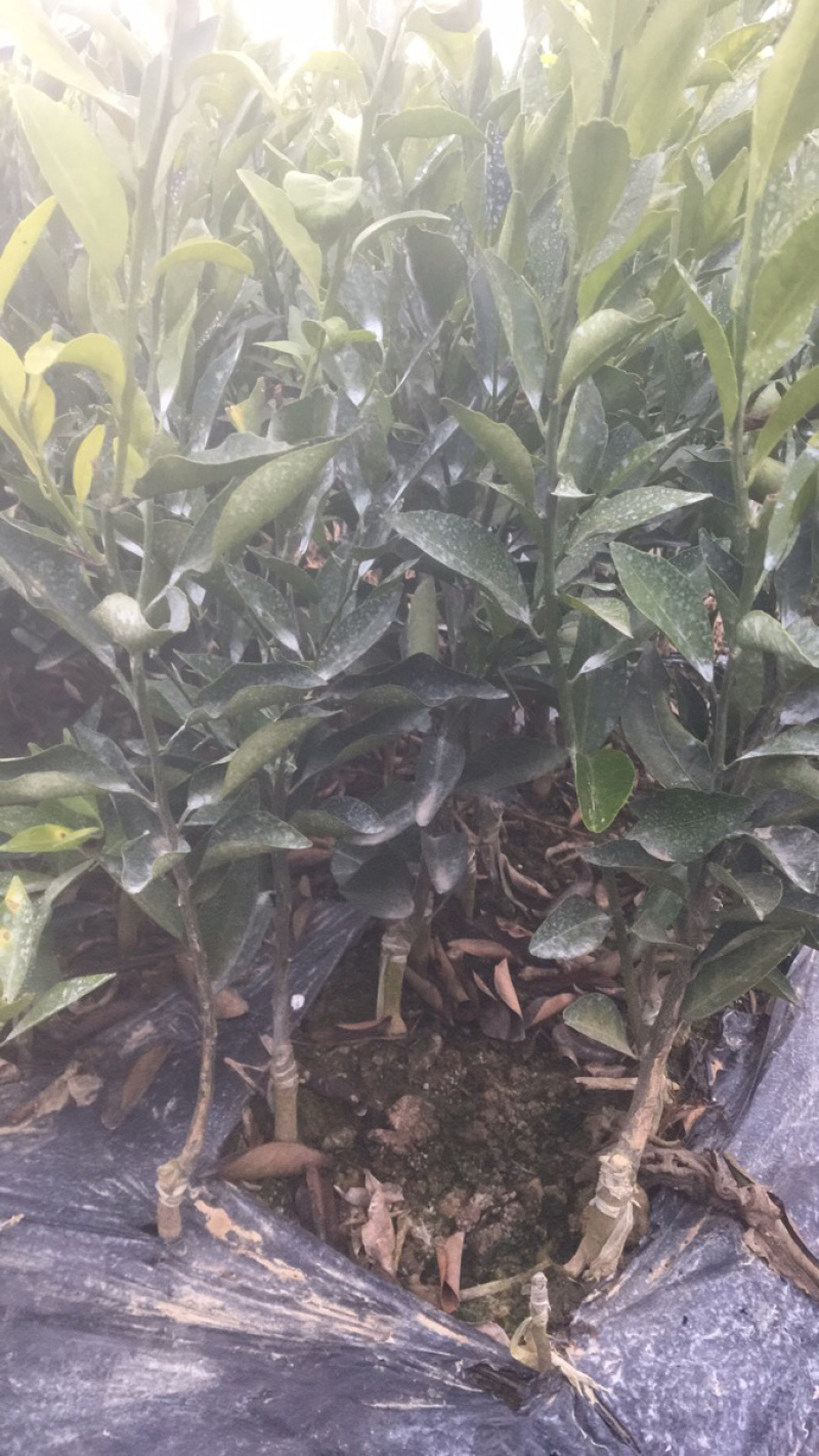 【精品】正宗广东新会柑苗，茶枝柑苗，也称陈皮柑，产地直发！