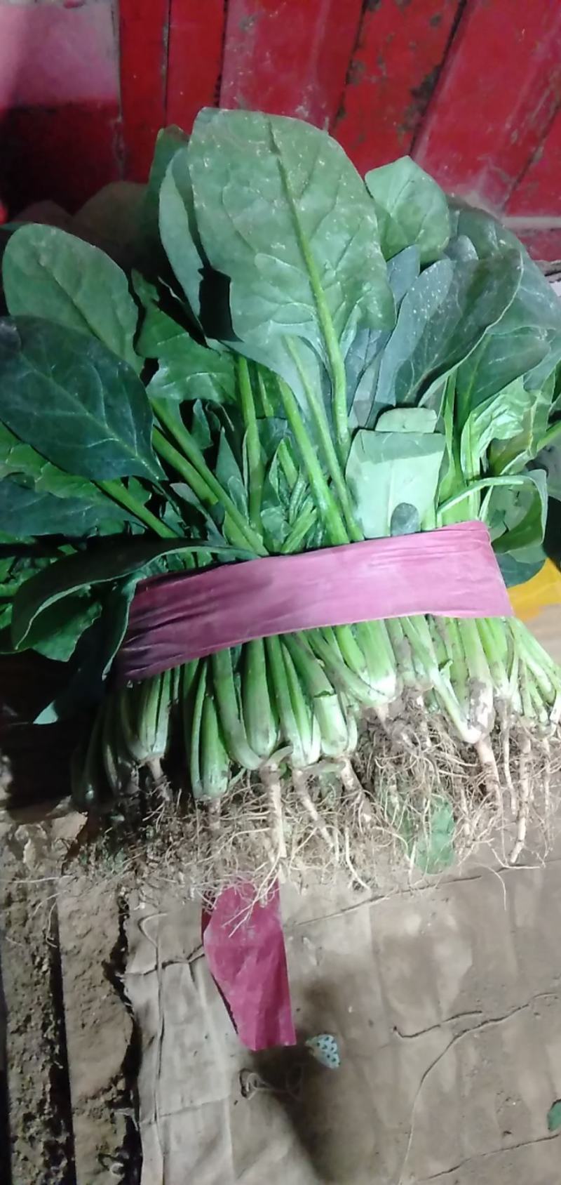精品菠菜尖叶圆叶市场商超，支持各种包装，加冰预冷一条龙服