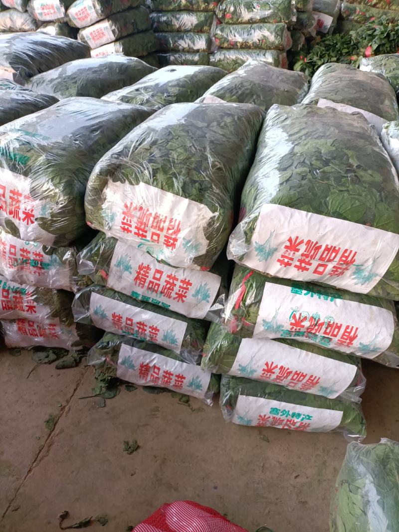 精品菠菜尖叶圆叶市场商超，支持各种包装，加冰预冷一条龙服