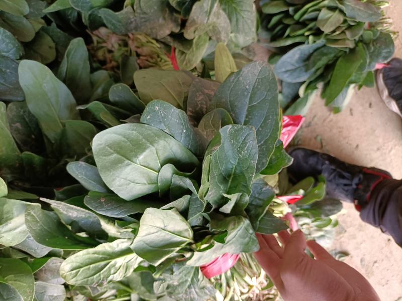 精品菠菜尖叶圆叶市场商超，支持各种包装，加冰预冷一条龙服