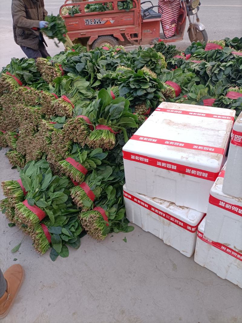 精品菠菜尖叶圆叶市场商超，支持各种包装，加冰预冷一条龙服