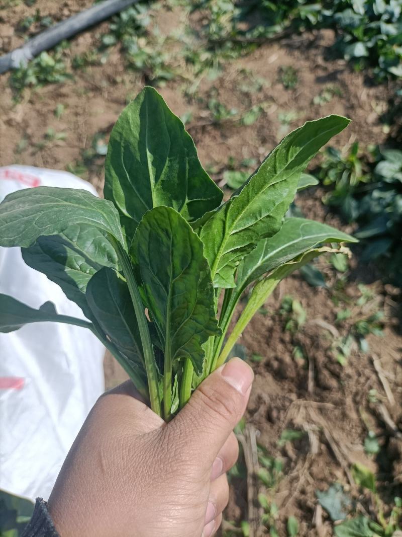 精品菠菜尖叶圆叶市场商超，支持各种包装，加冰预冷一条龙服
