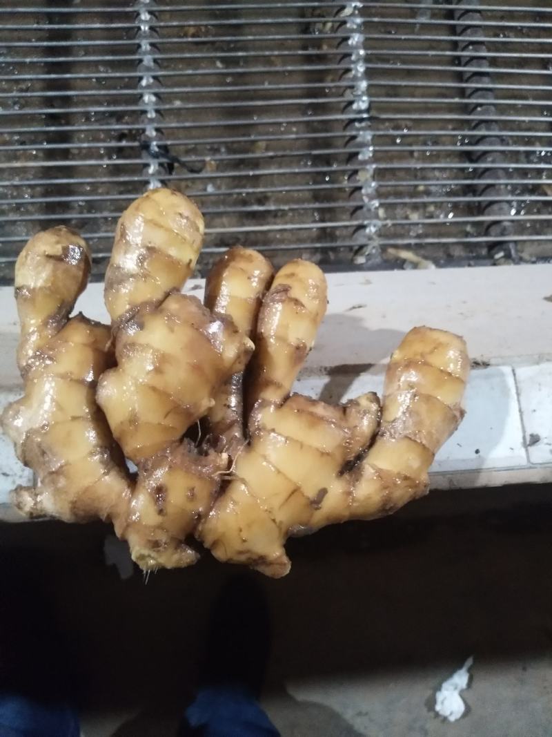 河南产地《大黄姜》产地直销货源充足价格合理，农户一手货源