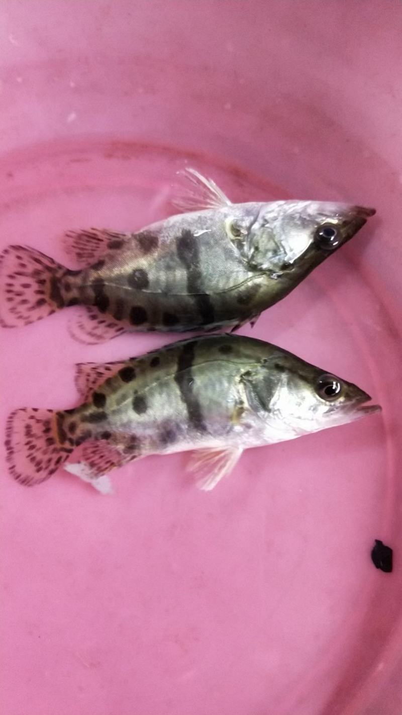 桂花鱼苗，鳜鱼苗，优质良种，规格齐全，己训过料场地直供。