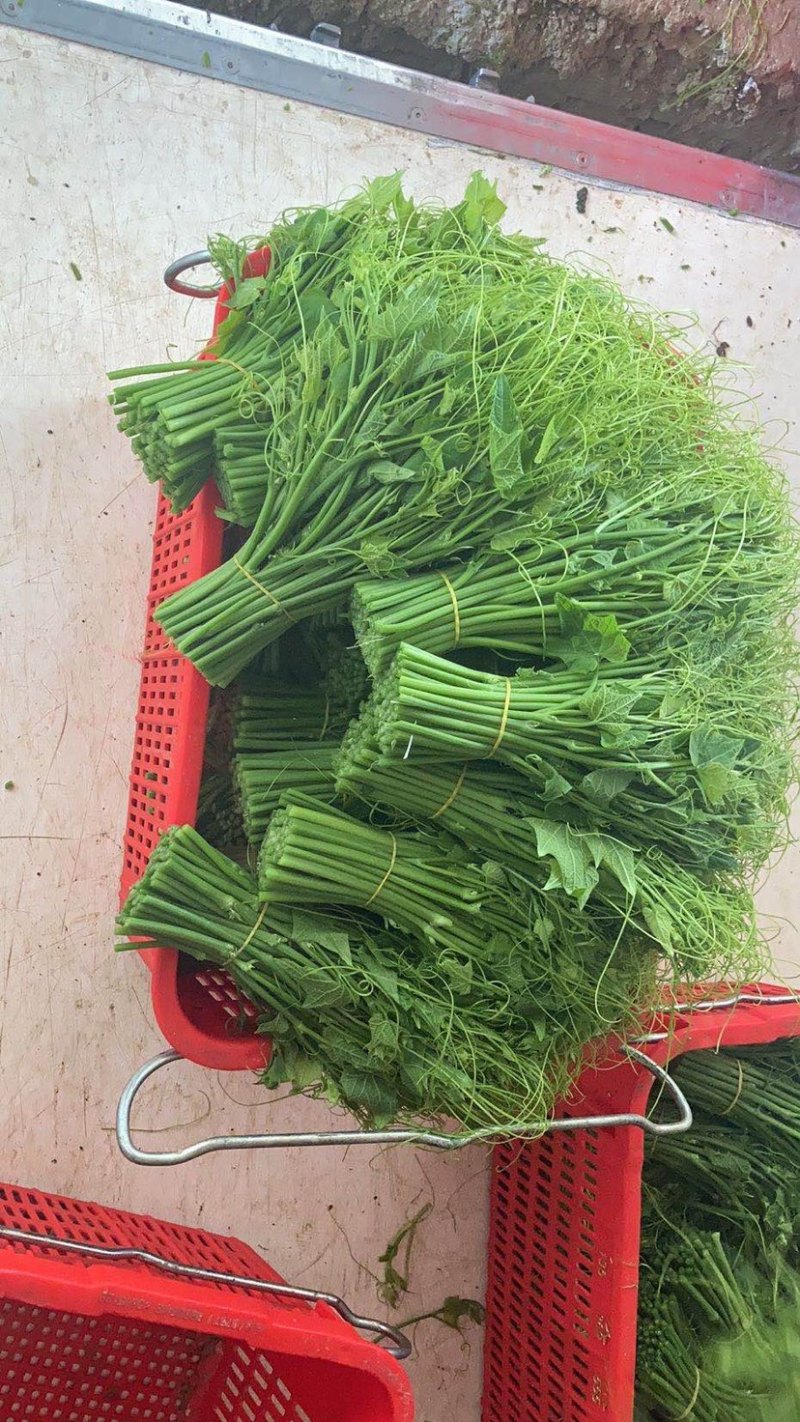 广州市江南巿场新濠农业
