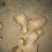 《火》生姜，产地直销农户一手货源质量保证全国发货