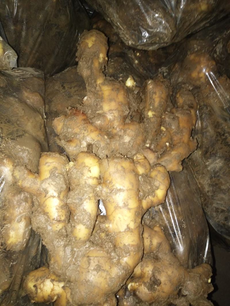《火》生姜，产地直销农户一手货源质量保证全国发货