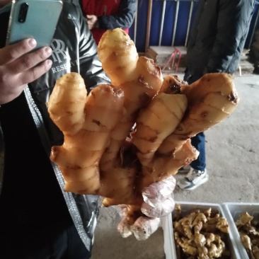 《火》生姜，产地直销农户一手货源质量保证全国发货