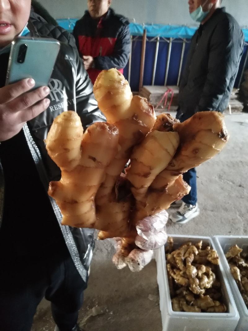 《火》生姜，产地直销农户一手货源质量保证全国发货