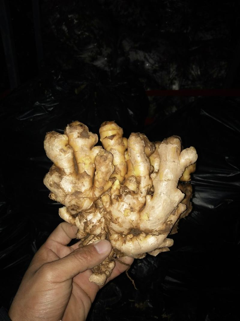 《火》生姜，产地直销农户一手货源质量保证全国发货