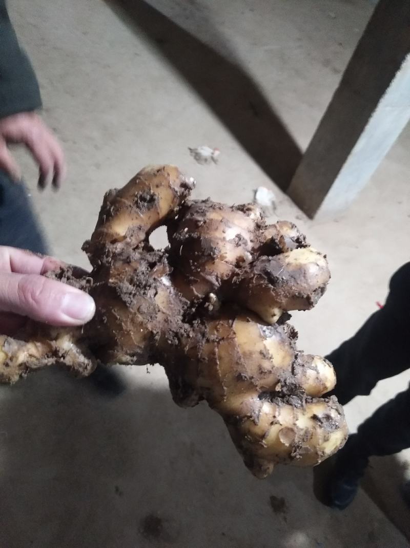 《火》生姜，产地直销农户一手货源质量保证全国发货