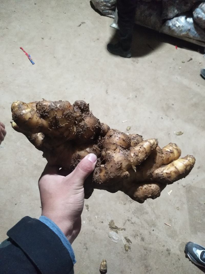 《火》生姜，产地直销农户一手货源质量保证全国发货