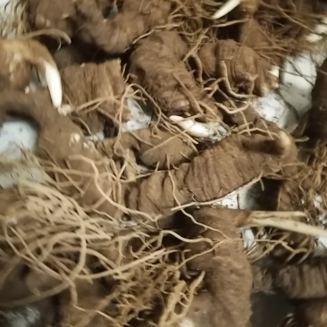 滇重楼，蚤休，鲜货，数量不多，质量保证，云南独芽粉质滇重