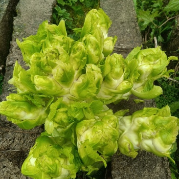 【精品推荐】四川特早熟精品儿菜好货大量上市欢迎联系