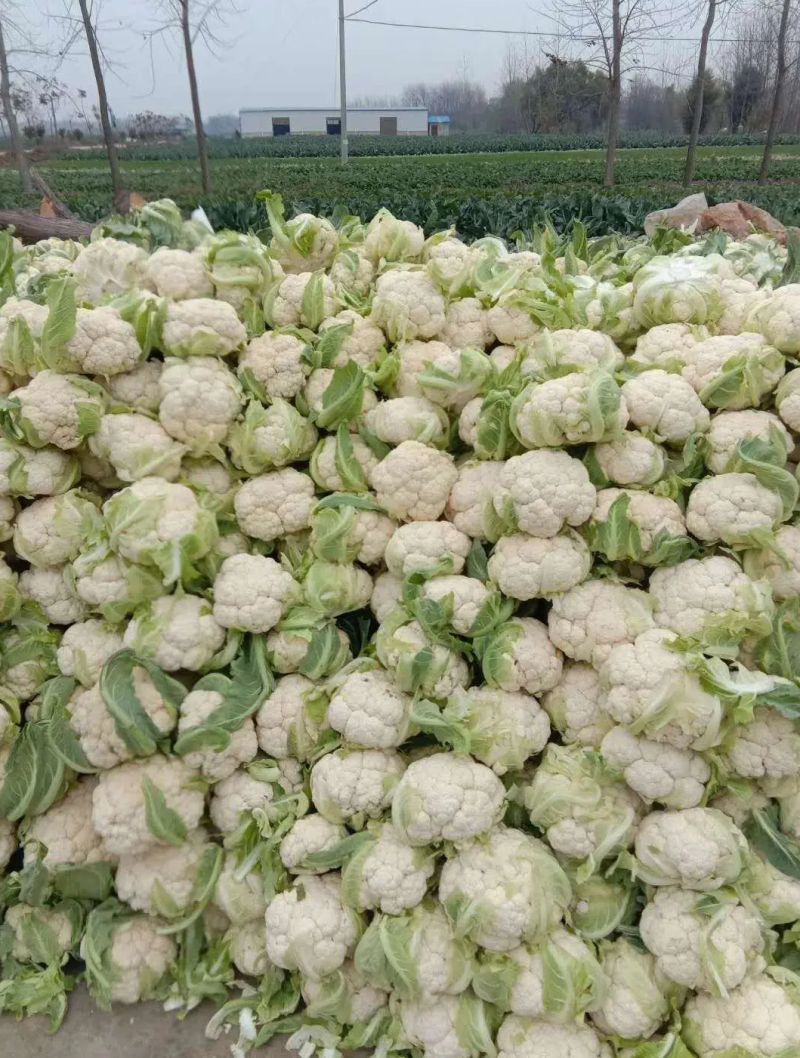 白花菜，实花，菜花，市场加工质量有保证产地代发全国各地