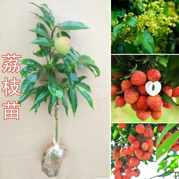 荔枝桂味苗。核小，挂果快，产量高，品质好
