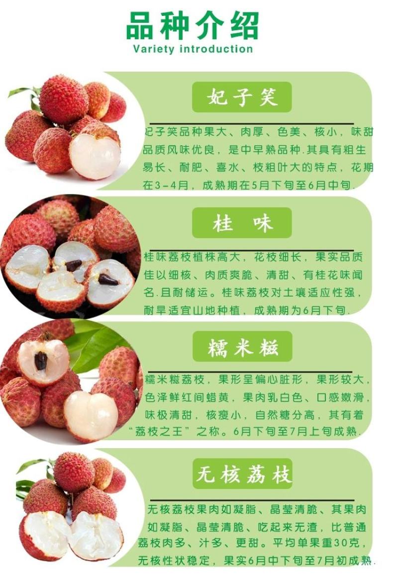 荔枝桂味苗。核小，挂果快，产量高，品质好