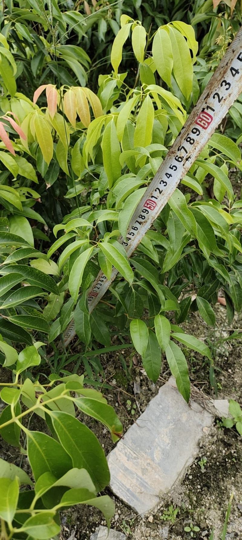 荔枝桂味苗。核小，挂果快，产量高，品质好