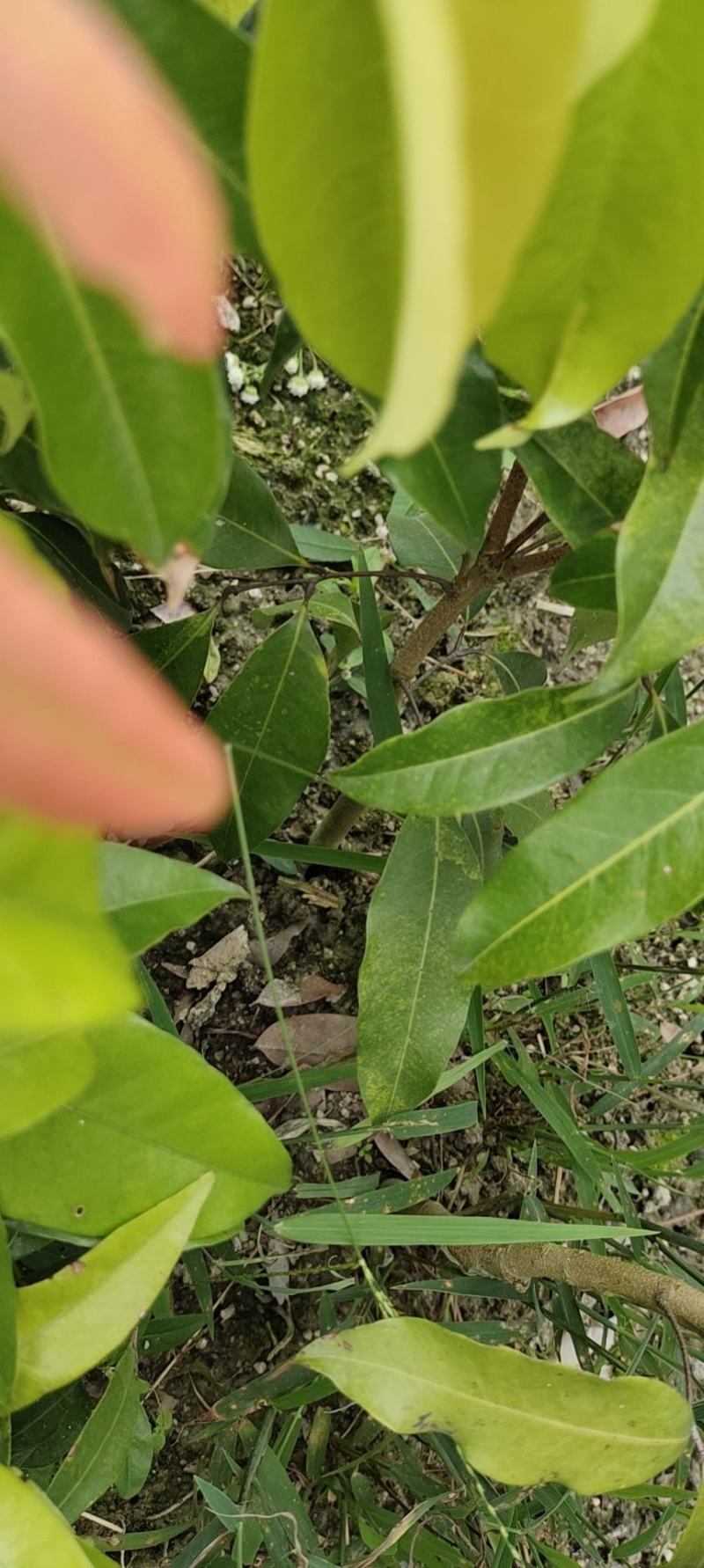 荔枝桂味苗。核小，挂果快，产量高，品质好