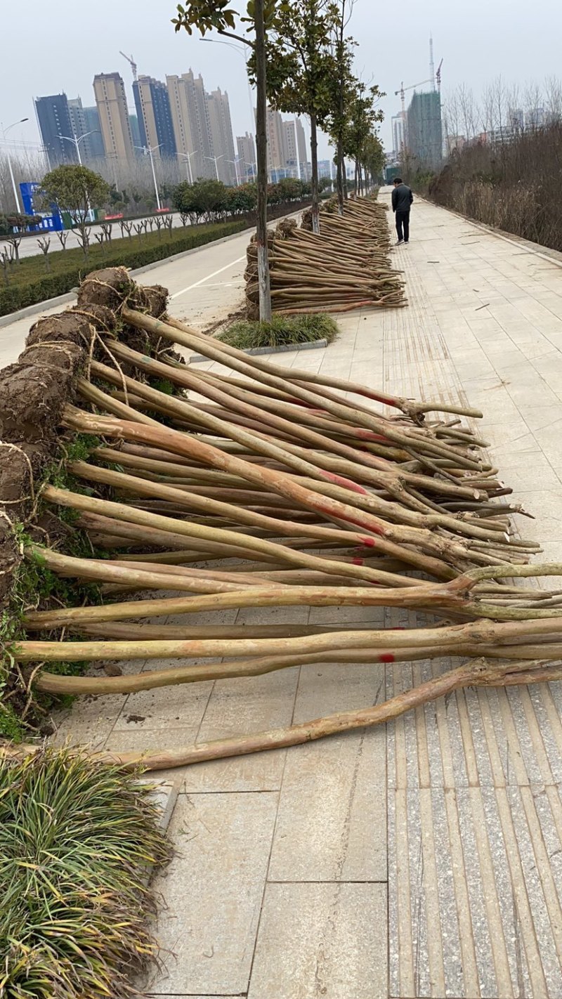 红花紫薇1-15公分基地大量供应、6公分40元上车