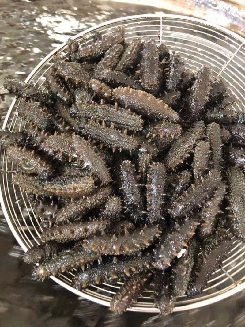 辽参大连淡干海参干批发