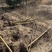 红花紫薇1-15公分基地大量供应、6公分40元上车