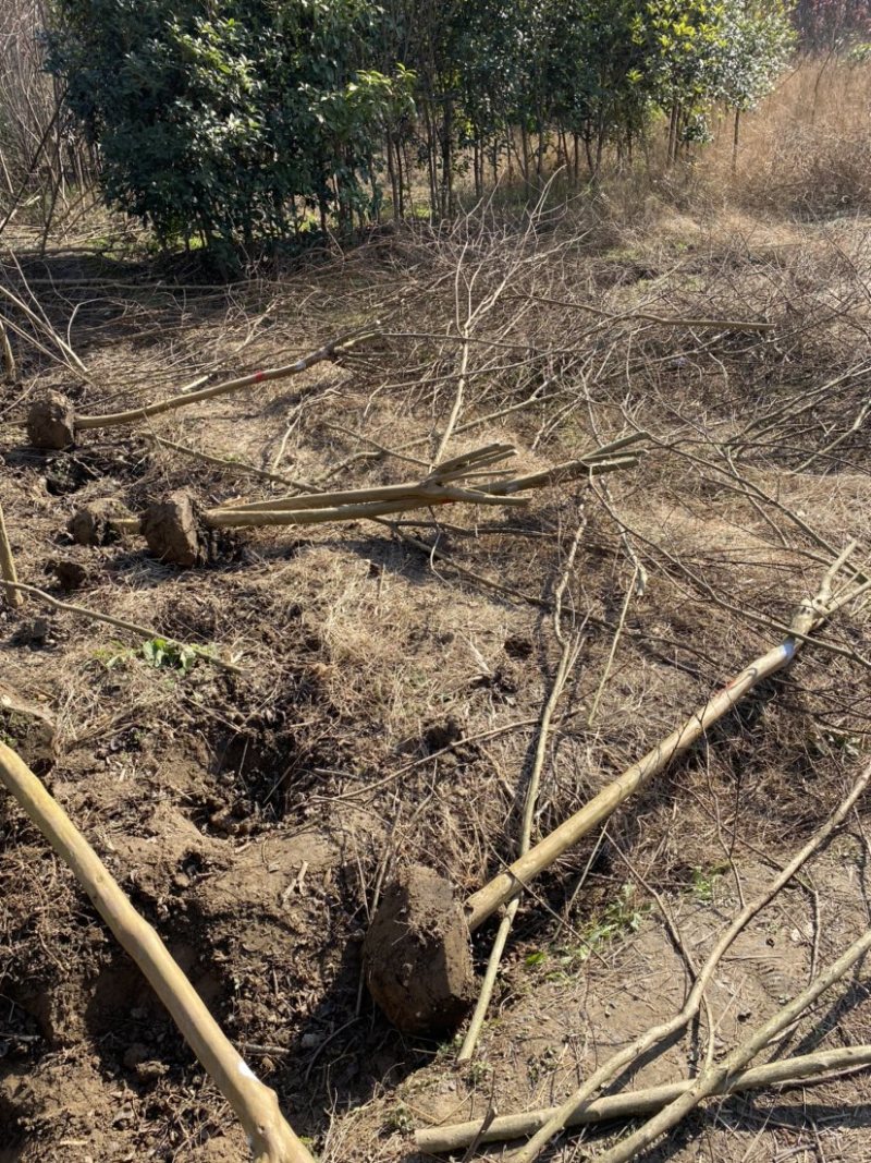 红花紫薇1-15公分基地大量供应、6公分40元上车