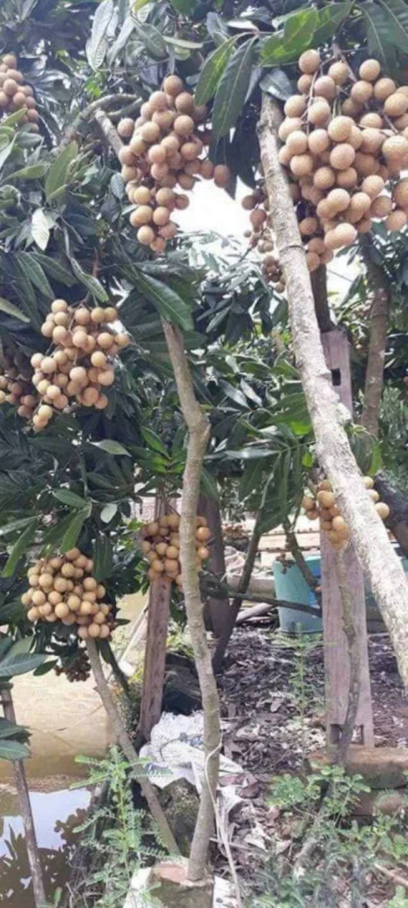 双季龙眼苗，一年有成果二到三批成果