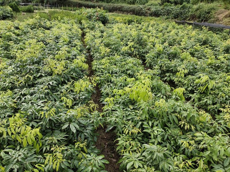 双季龙眼苗，一年有成果二到三批成果