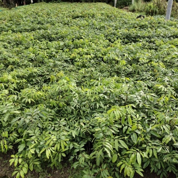 双季龙眼苗，一年有成果二到三批成果