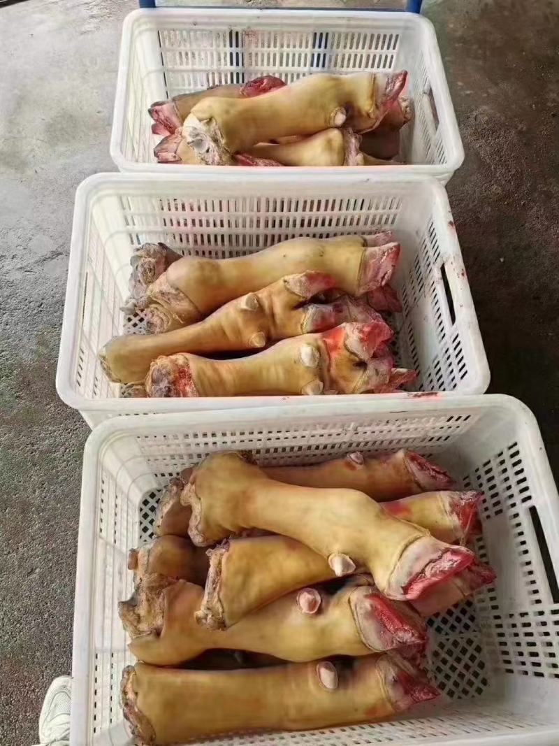 火烧牛蹄，大公牛牛蹄，质量保证，厂家直销