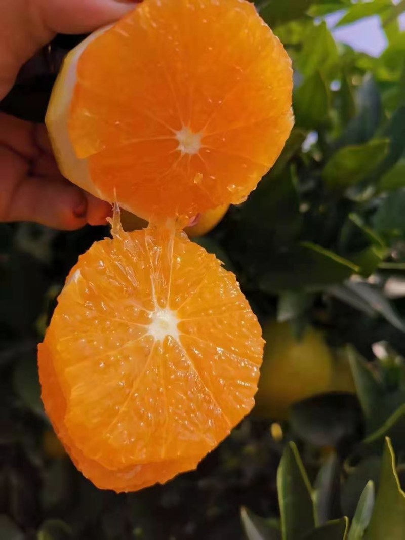 纽荷尔九月红果冻橙中华红血橙果大味甜多汁保质保量