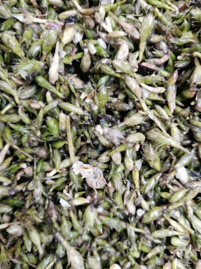 轮叶黑藻芽孢水草节节草耐高温灯笼泡养殖专用