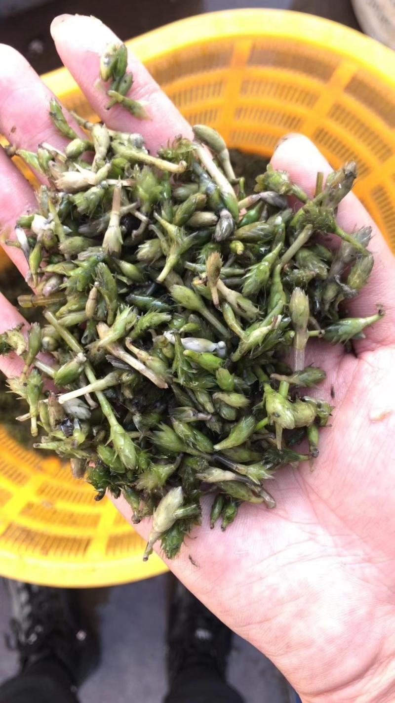 轮叶黑藻芽孢水草节节草耐高温灯笼泡养殖专用