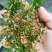 轮叶黑藻芽孢水草节节草耐高温灯笼泡养殖专用