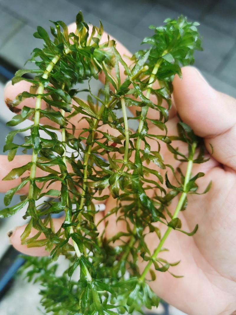 轮叶黑藻芽孢水草节节草耐高温灯笼泡养殖专用