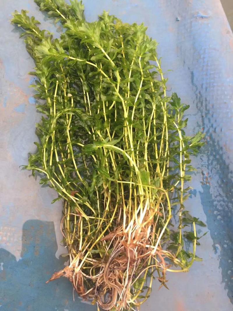 轮叶黑藻芽孢水草节节草耐高温灯笼泡养殖专用