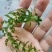 轮叶黑藻芽孢水草节节草耐高温灯笼泡养殖专用