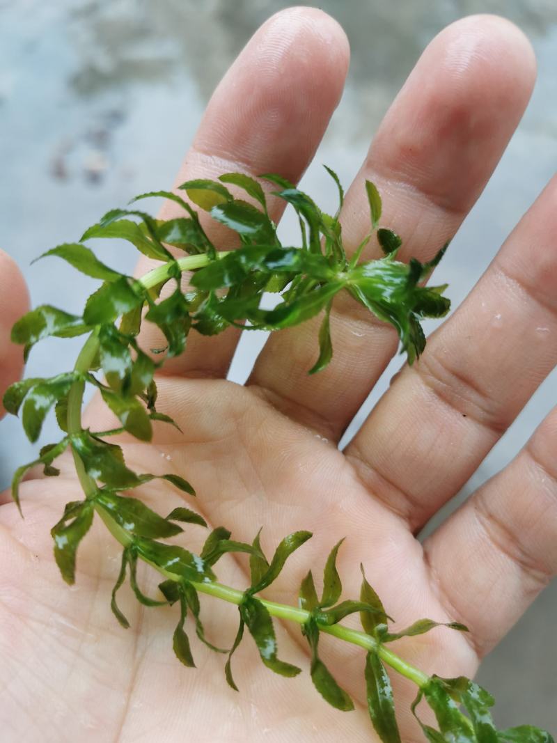 轮叶黑藻芽孢水草节节草耐高温灯笼泡养殖专用