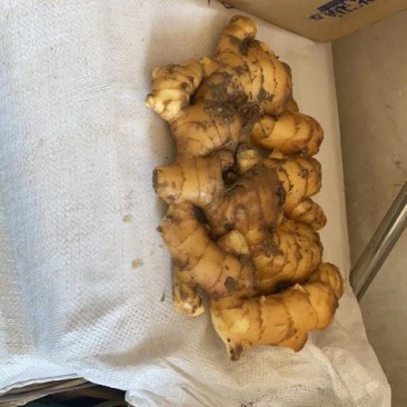 生姜，优质生姜产地，货源充足，价格便宜，一手货源，
