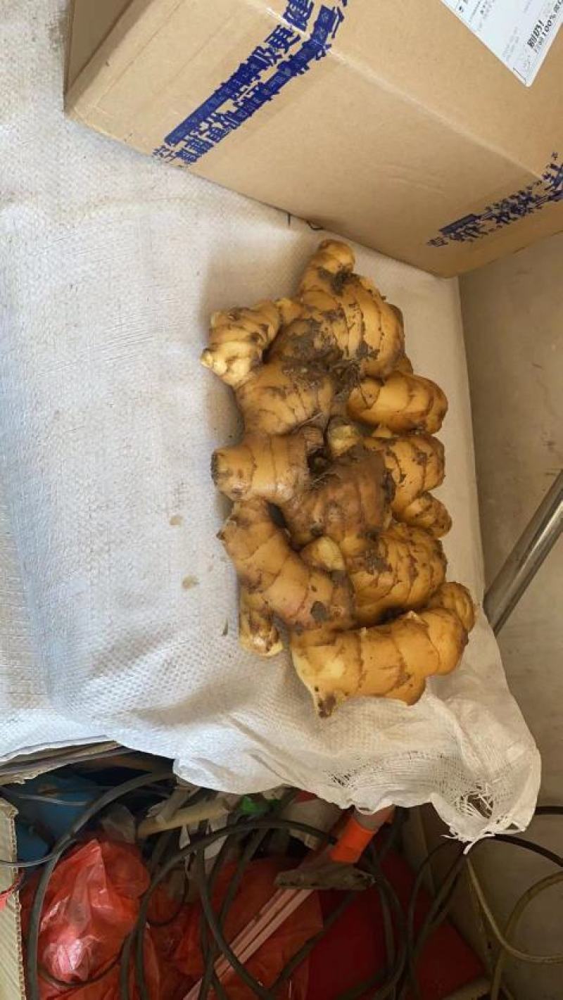 生姜，优质生姜产地，货源充足，价格便宜，一手货源，