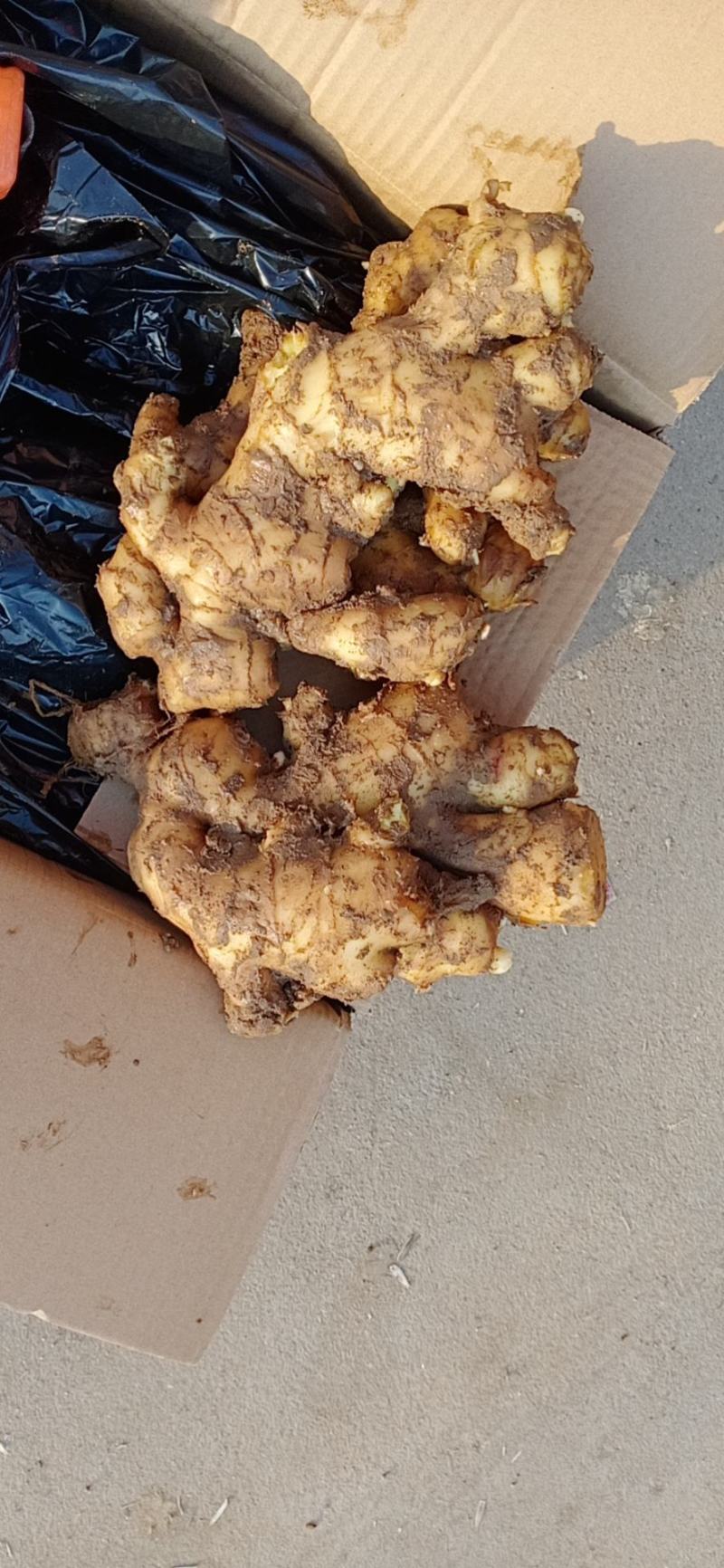 生姜，优质生姜产地，货源充足，价格便宜，一手货源，