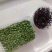 0添加天然井水黑豆苗芽苗菜