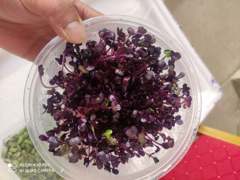 0添加天然井水黑豆苗芽苗菜