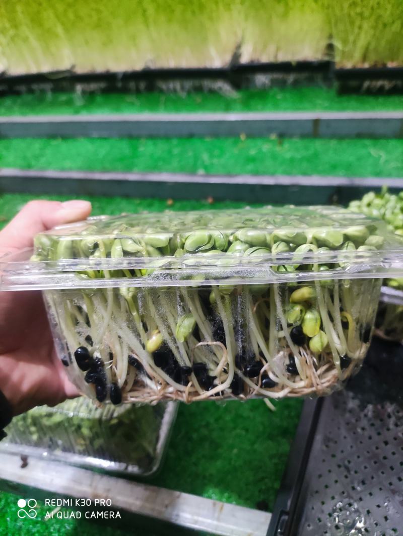 0添加天然井水黑豆苗芽苗菜