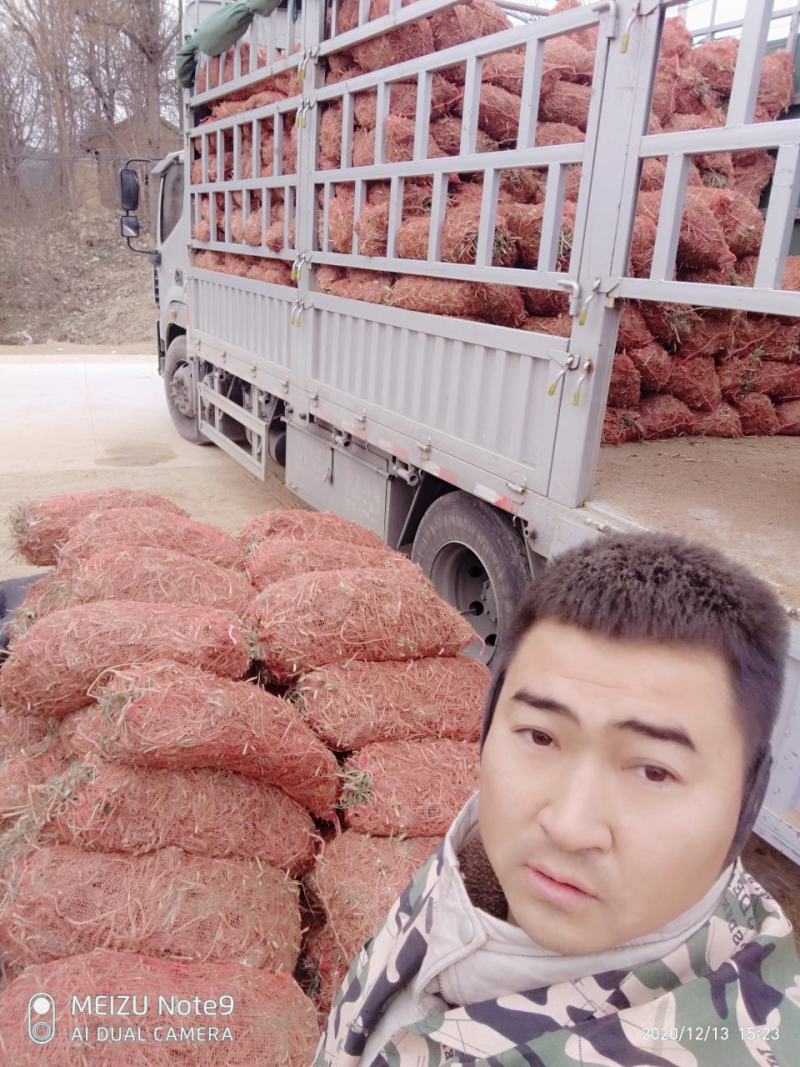【有好货】黄花菜苗金针菜苗萱草苗现挖现发（不包邮）